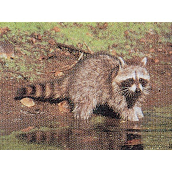 DELTA targets Scheibenauflage Waschbär