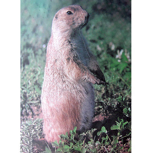 MARTIN Scheibenauflage Erdhörnchen