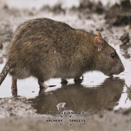 American Whitetail Scheibenauflage Tough Target - RATTE
