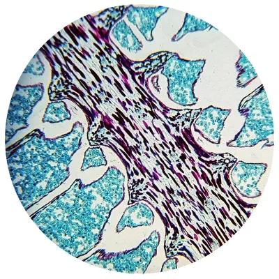 BRESSER BIOLUX NV 20X-1280X MIKROSKOP MIT HD USB-KAMERAMikroskop